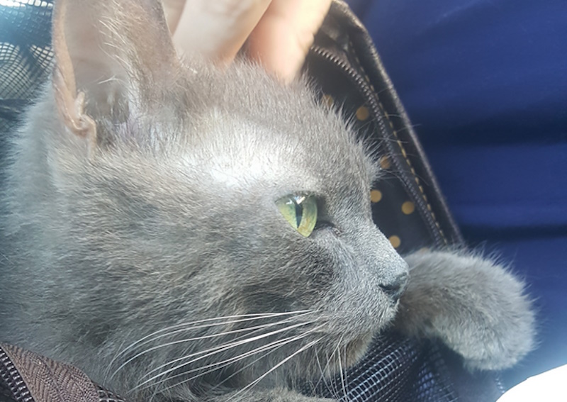 Carousel Slide 6: Domestic Health Certificates Available