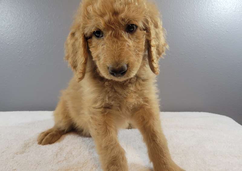 Carousel Slide 5: Puppy & Kitten Wellness Exams