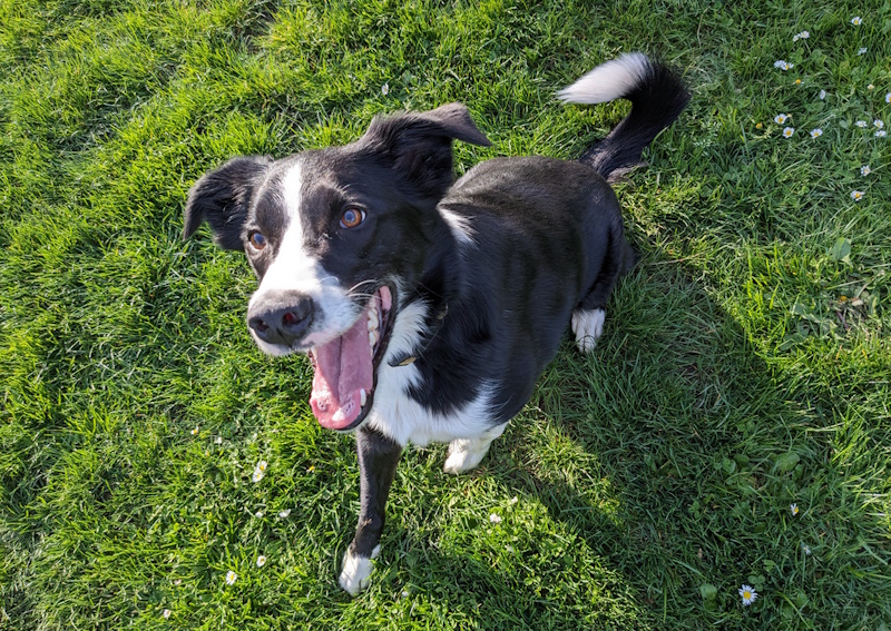 Carousel Slide 2: Dog & Cat Preventative Care