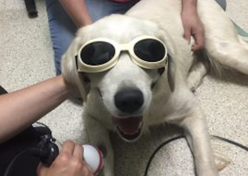 Carousel Slide 4: We Offer Pet Laser Therapy